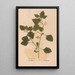 Ectypa vegetabilium Pl172 - Christian Gottlieb Ludwig — framed artwork on a wall