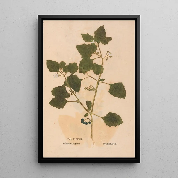 Ectypa vegetabilium Pl172 - Christian Gottlieb Ludwig — framed artwork on a wall