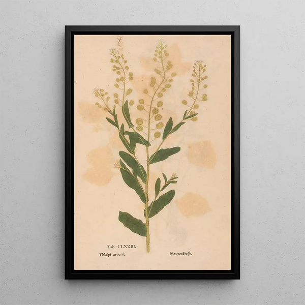 Reproduction of the painting Ectypa vegetabilium Pl173 - Christian Gottlieb Ludwig