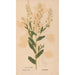 Reproduction of the painting Ectypa vegetabilium Pl173 - Christian Gottlieb Ludwig