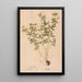 Reproduction of the painting Ectypa vegetabilium Pl174 - Christian Gottlieb Ludwig