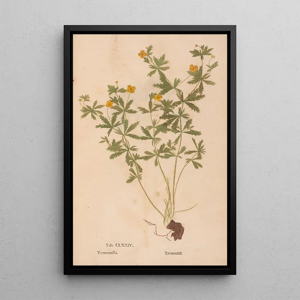 Reproduction of the painting Ectypa vegetabilium Pl174 - Christian Gottlieb Ludwig