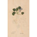 Ectypa vegetabilium Pl175 - Christian Gottlieb Ludwig — artwork view