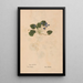 Ectypa vegetabilium Pl175 - Christian Gottlieb Ludwig — framed artwork on a wall