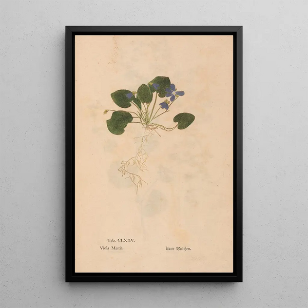 Ectypa vegetabilium Pl175 - Christian Gottlieb Ludwig — framed artwork on a wall