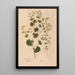 Reproduction of the painting Ectypa vegetabilium Pl176 - Christian Gottlieb Ludwig