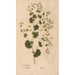 Reproduction of the painting Ectypa vegetabilium Pl176 - Christian Gottlieb Ludwig