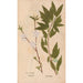 Ectypa vegetabilium Pl177 - Christian Gottlieb Ludwig — artwork view