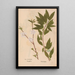 Ectypa vegetabilium Pl177 - Christian Gottlieb Ludwig — framed artwork on a wall