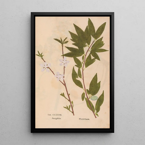 Ectypa vegetabilium Pl177 - Christian Gottlieb Ludwig — framed artwork on a wall