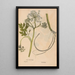 Reproduction of the painting Ectypa vegetabilium Pl178 - Christian Gottlieb Ludwig