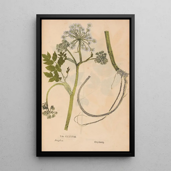 Reproduction of the painting Ectypa vegetabilium Pl178 - Christian Gottlieb Ludwig