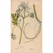 Reproduction of the painting Ectypa vegetabilium Pl178 - Christian Gottlieb Ludwig