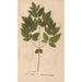 Ectypa vegetabilium Pl179 - Christian Gottlieb Ludwig — artwork view