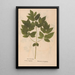 Ectypa vegetabilium Pl179 - Christian Gottlieb Ludwig — framed artwork on a wall