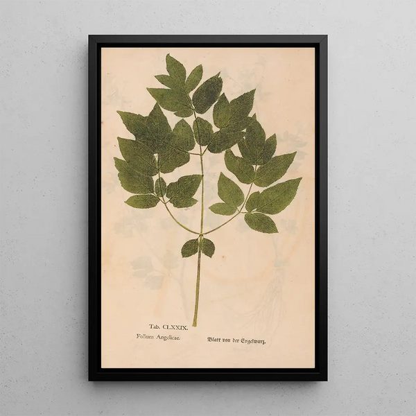 Ectypa vegetabilium Pl179 - Christian Gottlieb Ludwig — framed artwork on a wall