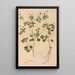 Reproduction of the painting Ectypa vegetabilium Pl180 - Christian Gottlieb Ludwig