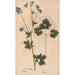Ectypa vegetabilium Pl181 - Christian Gottlieb Ludwig — artwork view