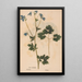 Ectypa vegetabilium Pl181 - Christian Gottlieb Ludwig — framed artwork on a wall