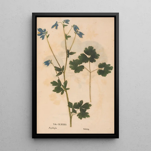 Ectypa vegetabilium Pl181 - Christian Gottlieb Ludwig — framed artwork on a wall