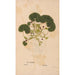 Reproduction of the painting Ectypa vegetabilium Pl182 - Christian Gottlieb Ludwig