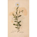 Ectypa vegetabilium Pl183 - Christian Gottlieb Ludwig — artwork view