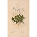 Ectypa vegetabilium Pl184 - Christian Gottlieb Ludwig — artwork view