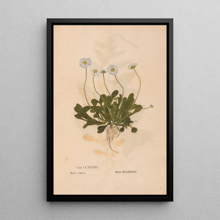 Christian Gottlieb Ludwig - Ectypa vegetabilium Pl184.webp