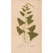 Reproduction of the painting Ectypa vegetabilium Pl185 - Christian Gottlieb Ludwig
