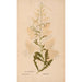 Ectypa vegetabilium Pl186 - Christian Gottlieb Ludwig — artwork view