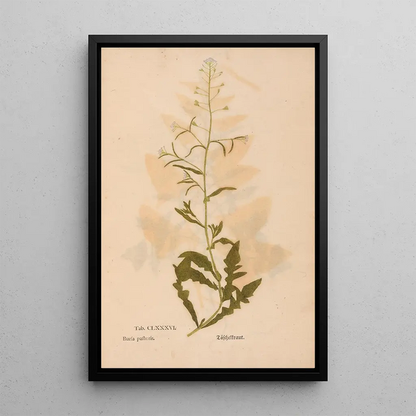Ectypa vegetabilium Pl186 - Christian Gottlieb Ludwig — framed artwork on a wall