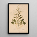 Reproduction of the painting Ectypa vegetabilium Pl187 - Christian Gottlieb Ludwig