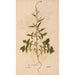 Reproduction of the painting Ectypa vegetabilium Pl187 - Christian Gottlieb Ludwig