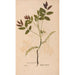Ectypa vegetabilium Pl188 - Christian Gottlieb Ludwig — artwork view