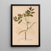 Ectypa vegetabilium Pl188 - Christian Gottlieb Ludwig — framed artwork on a wall