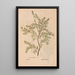 Reproduction of the painting Ectypa vegetabilium Pl189 - Christian Gottlieb Ludwig