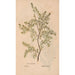Reproduction of the painting Ectypa vegetabilium Pl189 - Christian Gottlieb Ludwig