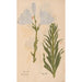 Ectypa vegetabilium Pl190 - Christian Gottlieb Ludwig — artwork view