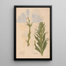 Ectypa vegetabilium Pl190 - Christian Gottlieb Ludwig — framed artwork on a wall