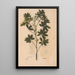 Reproduction of the painting Ectypa vegetabilium Pl191 - Christian Gottlieb Ludwig