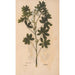 Reproduction of the painting Ectypa vegetabilium Pl191 - Christian Gottlieb Ludwig