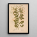 Ectypa vegetabilium Pl192 - Christian Gottlieb Ludwig — framed artwork on a wall