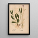 Reproduction of the painting Ectypa vegetabilium Pl193 - Christian Gottlieb Ludwig