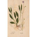 Reproduction of the painting Ectypa vegetabilium Pl193 - Christian Gottlieb Ludwig