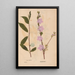 Reproduction of the painting Ectypa vegetabilium Pl194 - Christian Gottlieb Ludwig