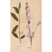 Reproduction of the painting Ectypa vegetabilium Pl194 - Christian Gottlieb Ludwig