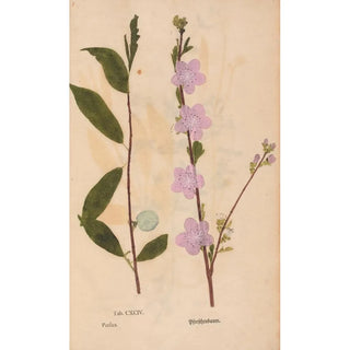 Christian Gottlieb Ludwig - Ectypa vegetabilium Pl194.webp