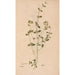 Ectypa vegetabilium Pl195 - Christian Gottlieb Ludwig — artwork view