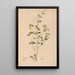 Ectypa vegetabilium Pl195 - Christian Gottlieb Ludwig — framed artwork on a wall