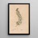 Reproduction of the painting Ectypa vegetabilium Pl196 - Christian Gottlieb Ludwig